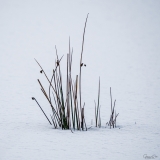 Grass in the snow.