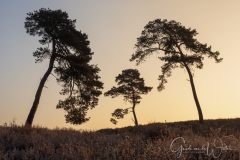 3 bomen tijdens zonsopkomst
