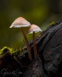 Mushrooms in the Maasduinen