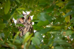Owl in green tree