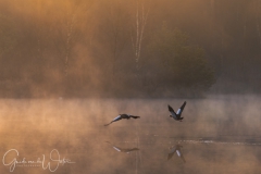Flying goose during sunrise.