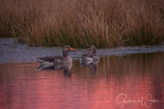 Goose in pink reflection.