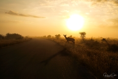 Kudu tijdens zonsopkomst, Zuid-Afrika