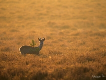 Deer during sunrise.