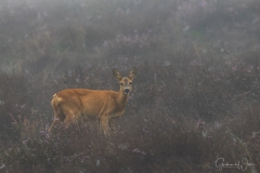 Deer on the Veluwe.