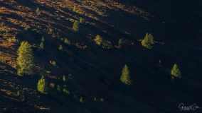 Bomen tijdens zonsopkomst.