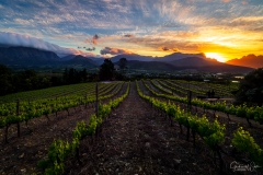 Wijngaard in Zuid-Afrika