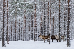 Reindeer in the forest.