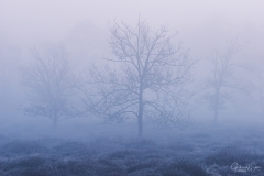 Trees in the mist.