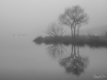 Four ducks in thick fog.