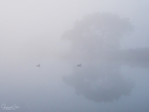 Ducks in thick Fog.