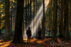Lightbeam in the Speulder forest