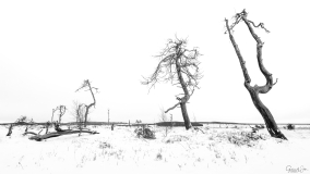 Dead tree forest 3