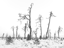 Dead tree forest 1