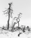 Dead tree forest 2