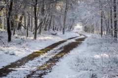 Path through snowy forest.