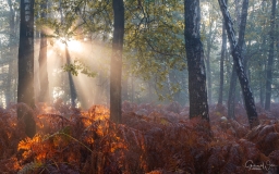 Light rays in autumn forest.