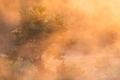 Tree in golden mist.