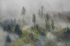 Mistig bos in Zwitserland.