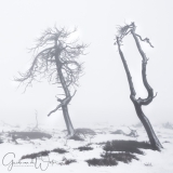 Dead trees in the fog.