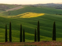 Cypresses in Tuscany.