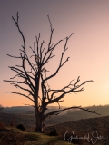 Dode boom tijdens zonopkomst