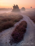 Purple heather before sunrise.