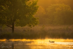 Geese in golden light.