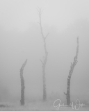 Dode bomen in de mist.