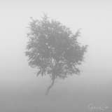 Eenzame boom in de mist.