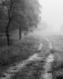 Path through the mist.