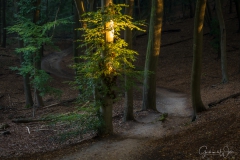 Licht in het bos.