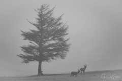 Red deer in the fog.