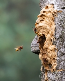 The hornet nest.