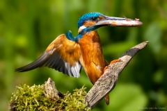 Flying kingfisher with fish