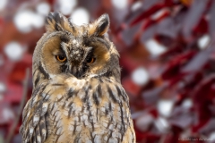 Long-eared Owl close up