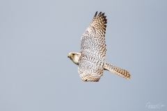 Flying falcon.