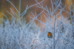 Robin during winter.