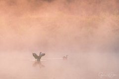 Geese in the mist