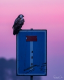 Traffic sign with buzzard.