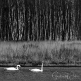 Minimalistic swans.