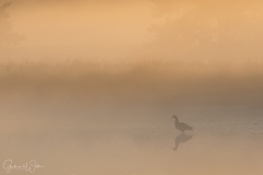 Geese in the fog.