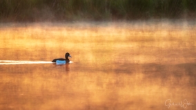 Tufted duck in the mist.