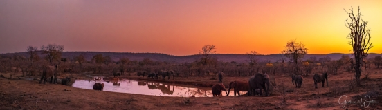 Oifanten rond waterput, Zuid-Afrika