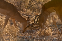 Impalas in gevecht