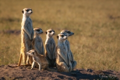 Meerkat family portret in Botswana.