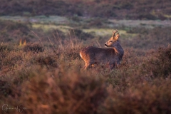 Roe deer during sunrise.