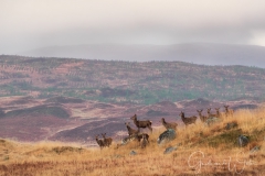 Edelherten in Schotse wildernis