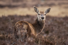 Young deer in Scotland